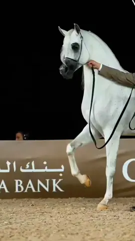 #اكسبلورexplore #Kheel_Arabic_Authentic🐎🐎 #خيل_عربي_اصيل🐎🐎 #خيل_وخياله🐎 