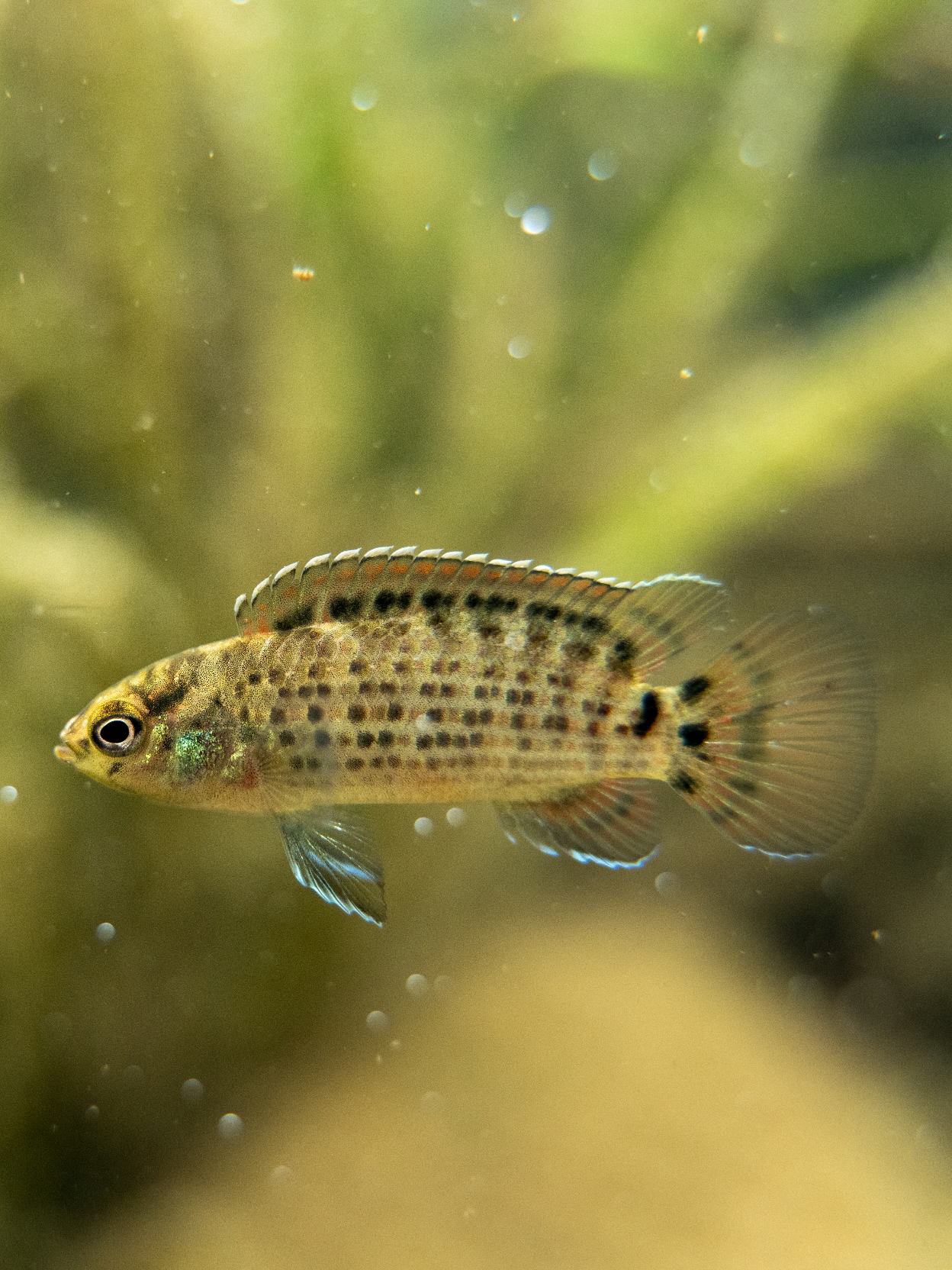 All the fish species that I found in this river in Thailand! 1. Neon Green Rasbora (Microdevario kubotai) 2. Badis siamensis 3. Forest snakehead (Channa lucius) 4. Phuket Zipper Loach (Paracanthocobitis phuketensis) 5. Mangrove Red Snapper (Lutjanus argentimaculatus) 6. Flathead Goby (Glossogobius sp.) 7. Sidestripe Rasbora (Rasbora paviana) 8. Dwarf snakehead (Channa limbata) #riarw #freshwaterfish #tropicalfish #wildbetta #underwaterphotography 