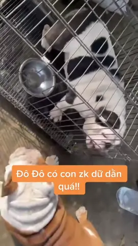 Cuộc tình chóng vánh của Đô Đô