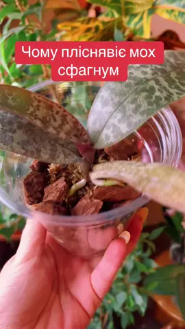 Чому в горщиках пліснявіє мох сфагнум, два важливих моменти 🙌🏻❤️ #данаорхідс #орхідеїдогляд #мох #сфагнум #субстрат 