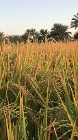 #ديوانيه قضاءالشاميه الحبيبه 