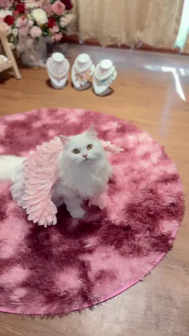 @Victoria’s Secret is back 🪽#gumikucing 