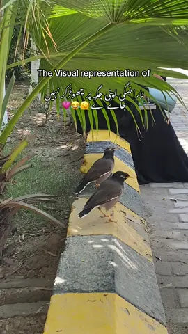 literally it was fun to see them how they were fighting without even fighting 😂💗. The cutest thing i’ve ever captured 🤌💗… #trendingvideo #cutevideo #birdslover #birdslove #viralsong 