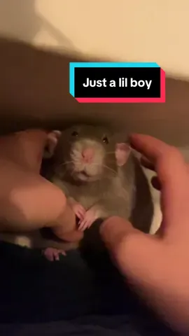 Does he know he exist? Meine Ratte Chopstick ist so witzig wenn er sich kraulen lässt 😂 er gönnt sich das so lange er will und dann geht er und legt sich in seine Hängematte und schläft direkt ein 😂 #petrat #farbratten #rattenhaltung #rattenauslauf #fancyrat 