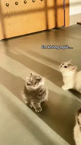 Đôi khi điều em thích chỉ đơn giản như thế #CapCut #mèodễthương #xuhuong #mèocute 