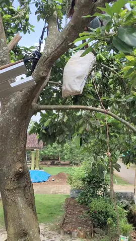 alhamdulillah panen alpukat siger1,, satu pohon 300 kilo lebih #fyppppp