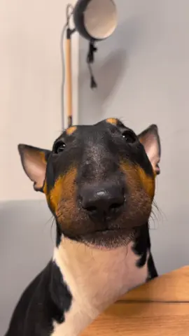 Моя малыха ❤️ #bullterrier #minibullterrier #bulterrierlove #dogsofttiktok #bullterrierlife 