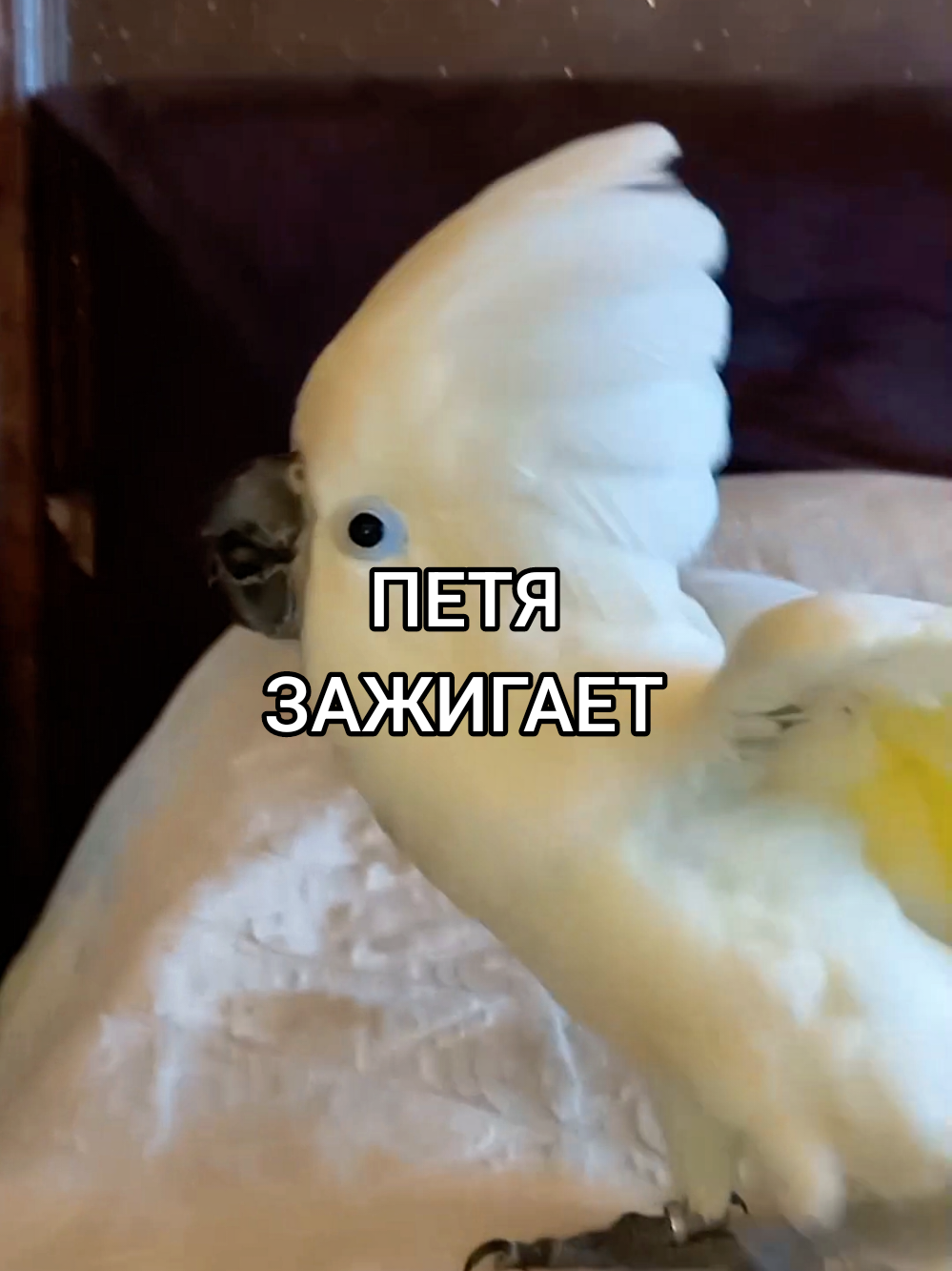 Вы хотели танцы. #попугай #танцы #parrots #дискотека #прикол 