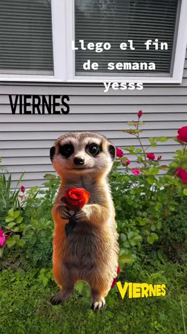 #paratii #friday #viernes #findesemana 