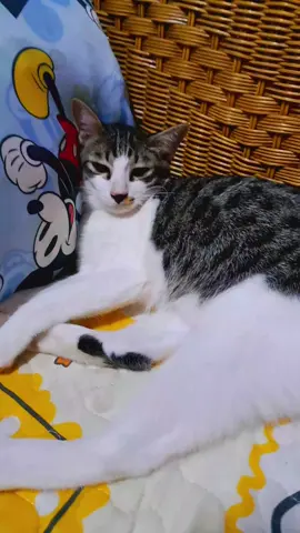 นมวัว#ทาสแมว #ต้าวความรัก #รักแหละดูออก 