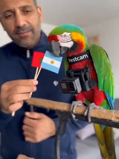 Révélation Choc du Perroquet : Maroc Champion du Monde U-20, l'Argentine Tremble !  Découvrez ce perroquet vert et rouge, plus grand que la moyenne avec une tête jaune éclatante, qui tente de deviner le vainqueur de la finale de la Coupe du Monde U-20 FIFA 2025 opposant le Maroc à l'Argentine ce dimanche ! 🦜🔥 Avec un enthousiasme débordant, il choisit le drapeau marocain et répète « Maroc, Maroc », signe d'une confiance absolue en la puissance des jeunes talents marocains face aux prodiges argentins. ⚽🇲🇦 L'analyse met en lumière une supériorité marocaine de 60 % en possession de balle lors des phases précédentes, transformant cette prédiction en un présage irrésistible de victoire historique. Cette scène magique et palpitante vous captivera dès les premières secondes – le perroquet a-t-il raison ? 😲🎉 #Prédictions_sportives #Animaux_intelligents #Football #Perroquet_prophète #CoupeDuMonde_U20 #Maroc_en_finale #Argentine_en_finale #FIFA_U20_2025 #Viral #Trending #WorldCup #Maroc #Argentine #fyp #VoiceEffects #viralvideos