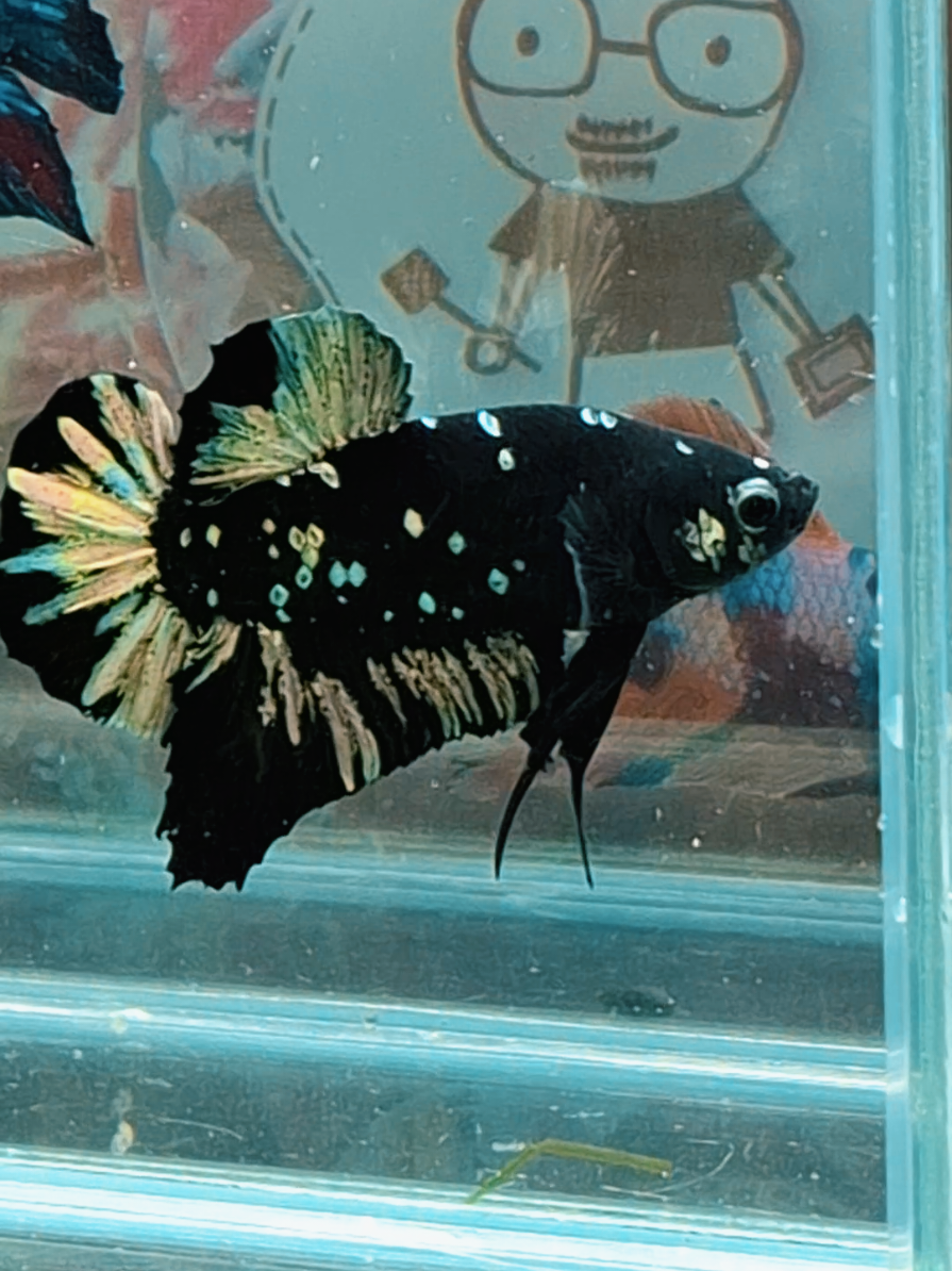 ดำมุกทองยักษ์ #ปลากัดยักษ์ #bettagiant 