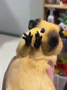 Owning a cute guinea pig is super fun#funny #interesting #funnyvideos #pet #guineapig #animals #viral #popular #foryour 