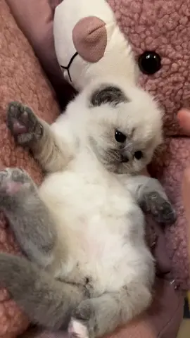 #kitty #kittensoftiktok #kitten #cattok #cutecat 