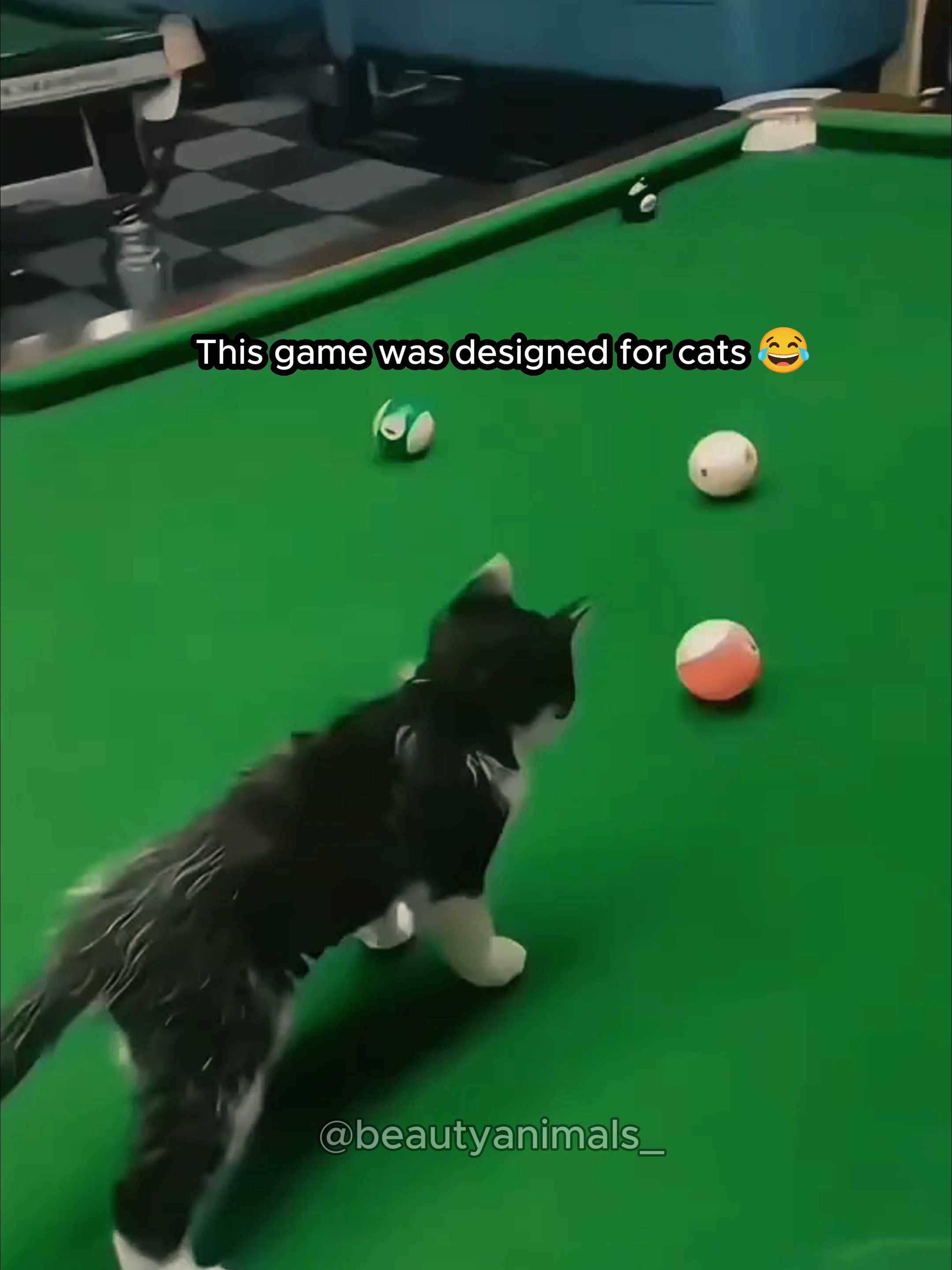 This game was designed for cats 🤣 #foryoupagе #fyp #foryou #funnytiktok #PetVideos #funnycat #cutecats
