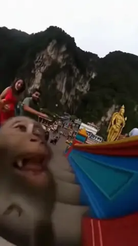 Monkeys in Batu Caves Malaysia