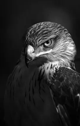 #الصعيد_يا_دولة#المنيا_اسيوط_سوهاج_قناا_الاقصر_اسوان_ #المنيا_بلدنا🎭 #اكسبلور @محمد حجاب العوامى🦅 