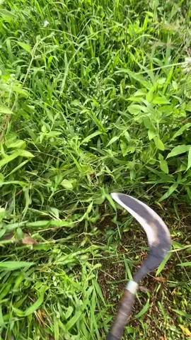 kumaha ngesrik na jukut jangkung mah#berkahjayatanifarm 