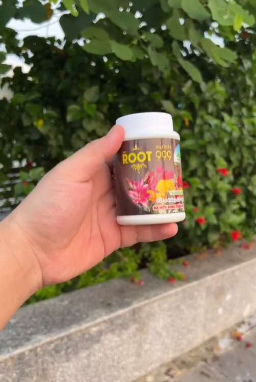 Bí quyết giâm cành hoa hồng tỉ lệ thành công cao của em đây các bác ơi #giamcanh #tronghoa #nongnghiep #xuhuong 