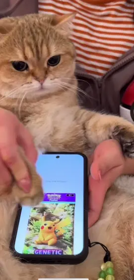 My cat just opened Pokémon packs. 