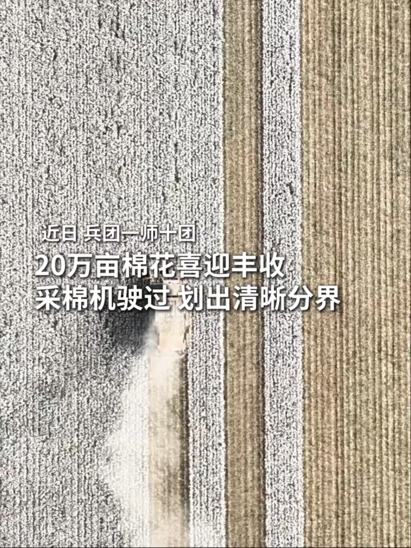 Le coton offre une récolte abondante et joyeuse, la mécanisation s'affaire aux travaux. #Chine