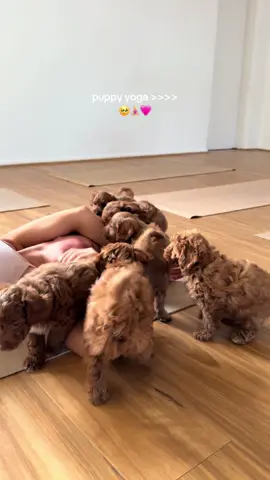 most wholesome experience here in Melbourne 🥹🥹#yoga #fyp #melbourne #pilates #puppyyoga 