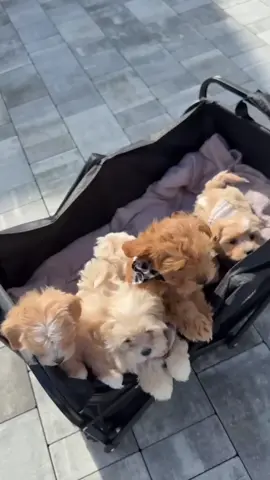 ‼️IN THE FAMILY‼️ 🌷 Gentle and tender Maltipoo – little Maya is looking for a loving family! 💖 Maya is a true little princess: she loves hugs, playful moments, and quiet cozy times in your arms. She is gentle, sensitive, and ready to give you warmth and boundless love. 🐾 About health and care:  • Trained to use a pee pad  • Has all age-appropriate vaccinations  • Microchipped, Vet passport  • Treated for parasites 🌈 Sophie easily adapts to new conditions and will become a wonderful friend for the family For more detailed information, write in private messages 💌