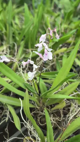 Lan giống vũ nữ Peru hàng đẹp #chamsoccaytrong #TikTokAwardsVN #hoalangiong #hoalanvunuperu 