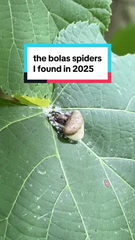 I was able to find 3 this year, which is 3 more than most people see in their entire lives 🤍🕷️ #bolasspider 
