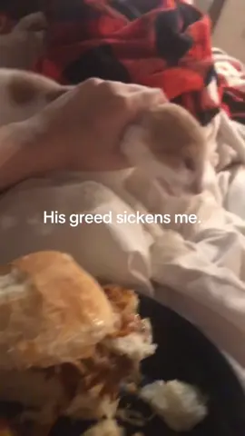 Cats who are crazy about food 😂#funny #funnyvideos #cat #pet #foryou #fpy 