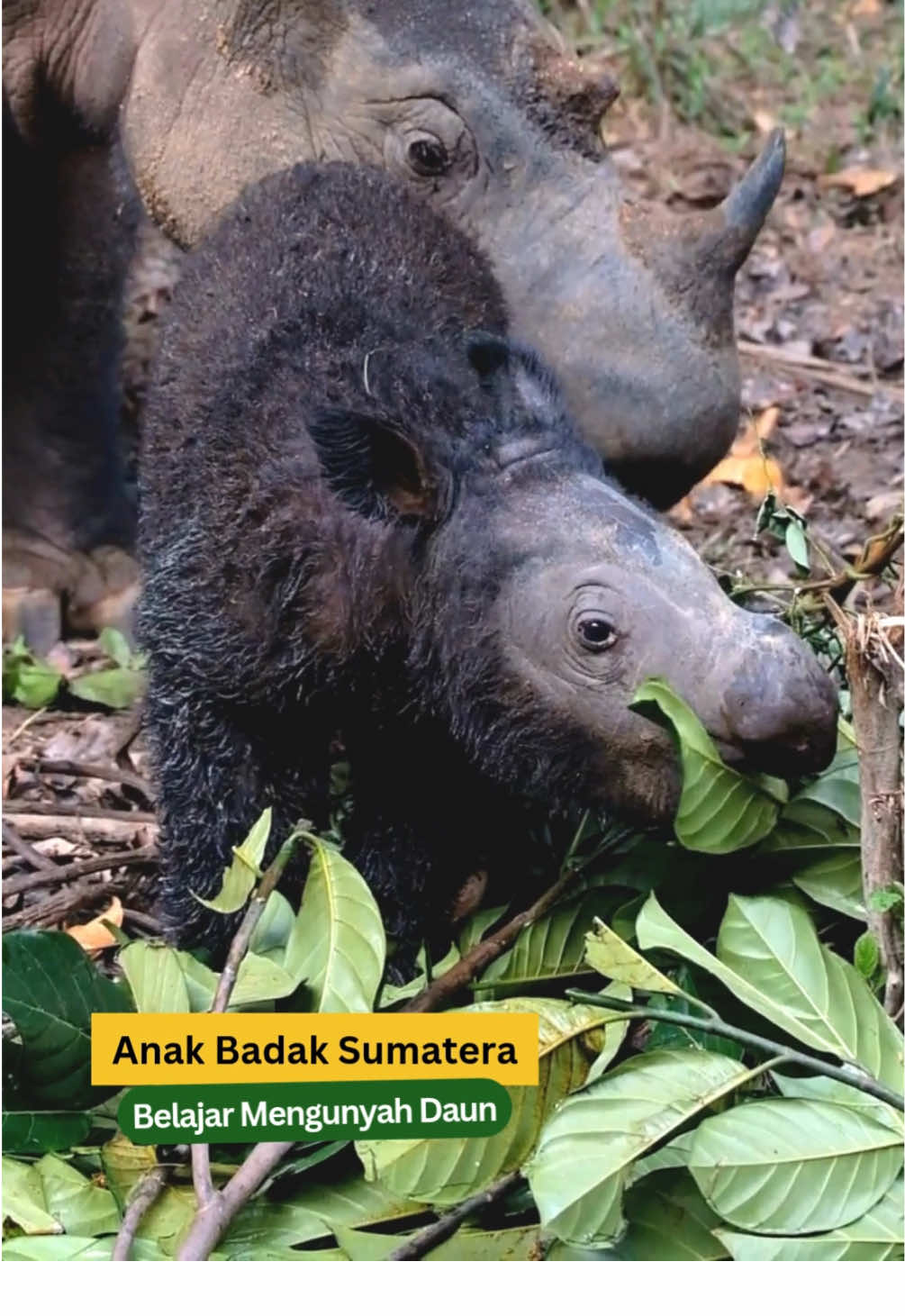 Badak sumatera adalah satwa yang soliter (penyendiri), kecuali saat sedang berpasangan dan saat ibu badak merawat anaknya. #SahabatBadak tahu tidak? Setelah mengandung selama 15-16 bulan, ibu badak sumatera akan mendampingi anaknya sampai usia dua tahun sebelum akhirnya berpisah🫶🏻 Ibu badak akan mengajari banyak hal untuk anaknya, salah satunya bagaimana memilah dan memakan daun dan buah di hutan yang dapat dikonsumsi✨🦏 #badaksumatera #sumatranrhino