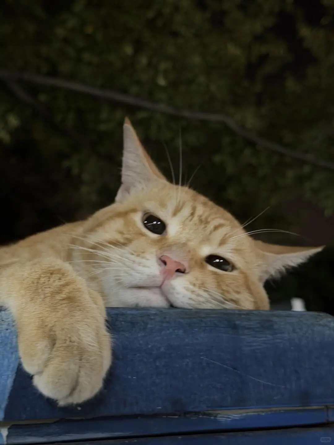 #cat 