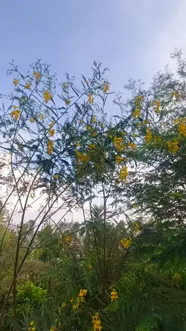 #tiktok #tới mùa bông điên điển nở #canhđepthiennhienvungque ##