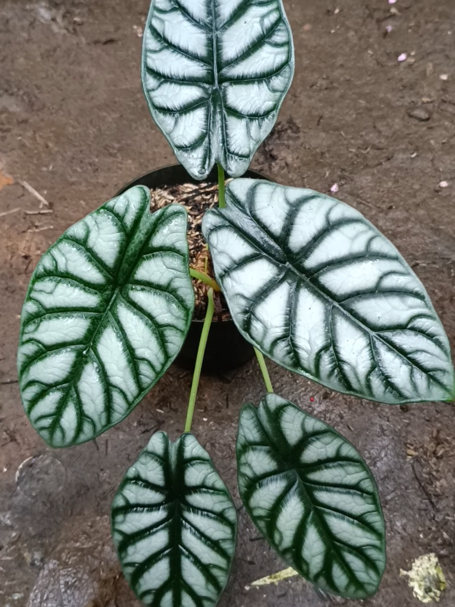 Alocasia Silver Dragon #alocasia #alokasia #alocasiasilverdragon #tanaman #tanamanhias 