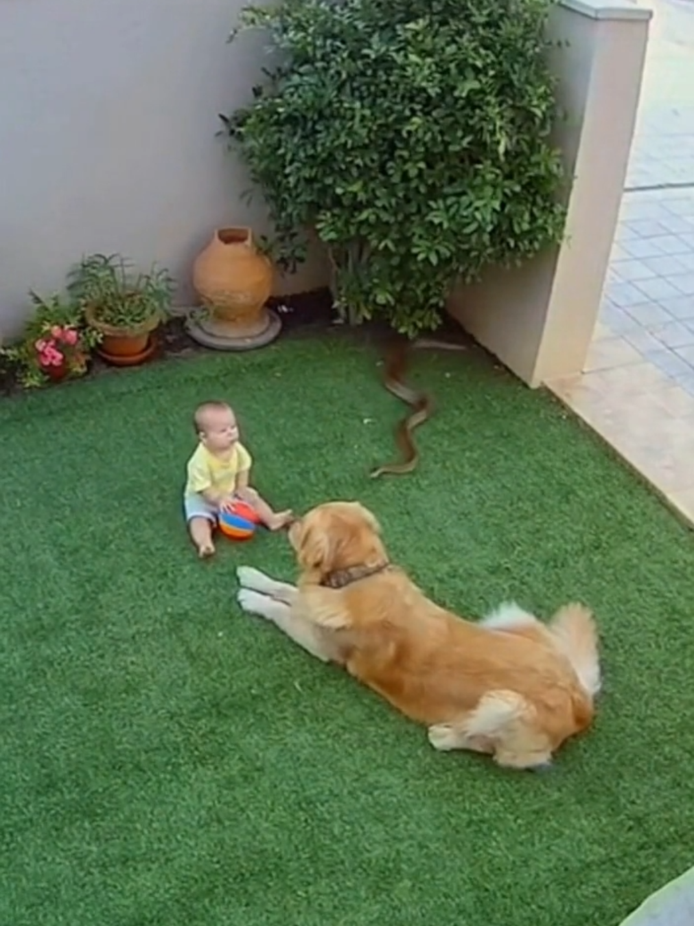 CCTV Catches Dog Saving Baby from Snake Attack — Real Hero Moment 😱🐶🐍  #DogSavesBaby #CCTVRescue #BraveDog #SnakeAttackCaught #ViralHero 