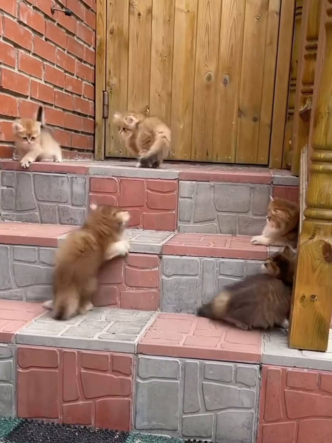 Kittens play outside #outdooradventure #caturday #catbabies #cutekitties #fyp 