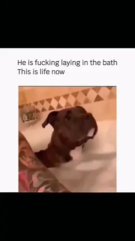 Funny and cute dogs compilation 🤣… #funnydog #funnypet #cutedog #dogsoftiktok #doglover #dog 