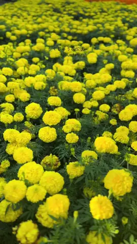 kuju flower park,Located at an altitude of 850m in Aso-Kuju National Park, this is one of the largest and most soothing flower fields in western Japan, where approximately 5 million flowers of 500 different varieties bloom from spring to autumn. The garden is also home to a wide range of shops, including restaurants, a gelato shop, a general store, and an experience workshop.  access→🚗 30 minutes by car from Bungo-Taketa on the JR Toyohashi Main Line 50 minutes by car from Kokonoe IC on the Oita Exp 🅿️🚗available Reminder📌 Open every day during the season *Closed in winter (December 1st to the end of February) 📍大分県竹田市久住高原850