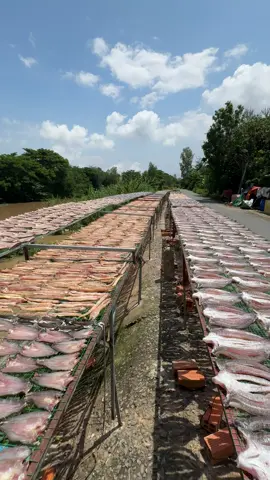 Cá lên giàn nhà em quá đẹp 😍#khocalocdongthap #dangkhocadongthap 