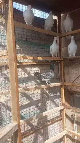 غاني فكات طيور #فكات_زواجل  #foryou #foryoupage #fyp #الشعب_الصيني_ماله_حل😂😂 