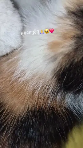 មិនមែនកូនខ្លួនឯងតែព្រមផ្តល់ទឹកដោះអោយ🥹❤️❤️#cambodia #foryoupageofficiall #cambodia #viralvideo 