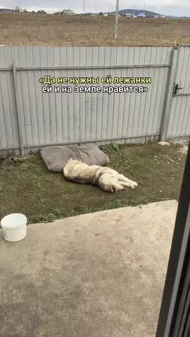 В блоге - жизнь с маламутом 🐻‍❄️