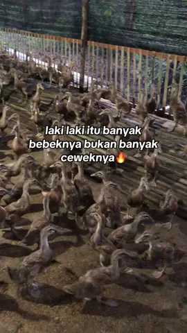 #bebekpetelur #peternakmuda #pengusahamuda #dodratuma #fyp 