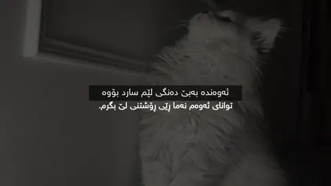 توانام نەماا،،#rasty_lak #foryoupage #viral #fypppppppppppppp 