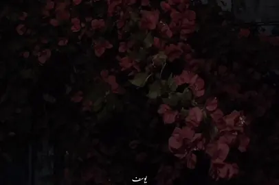 بحبك مهما قالوا الناس .. ورافع في هواكي الراس !❤️😍🫵🏻 #fyp #foryou #foryoupage #fyppppppppppppppppppppppp #viral 