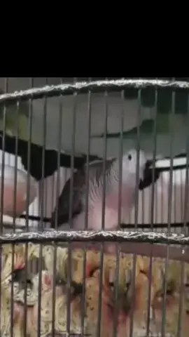 super#perkutut #liveforthechallenge #perkututlomba #perkututbangkoksolo #perkututbangkok 