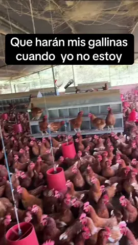No las en pleno concierto #estacerradacontrescandados #norteña #concierto #gallinas #granjaavicola 