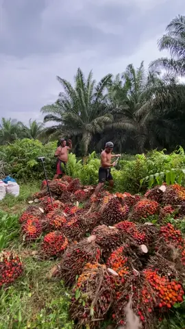 Asik jugak ni 😅#kulisawit 