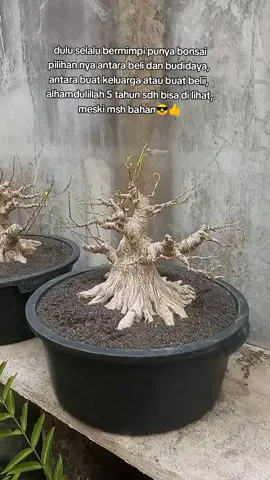 hasil panen budidaya, sementara nfs, #bonsaiberingin #bonsaikimeng #bonsaithemax30cm #bonsaiberingin 