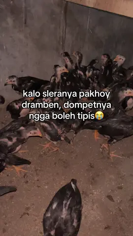 hehe bercanda #agpframblitar #ayampakhoy #AGPFRAMBLITAR 